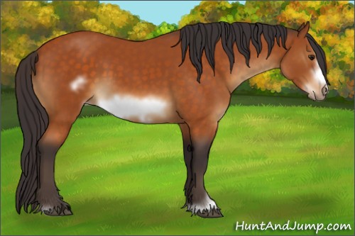Horse Color:Buckskin Sabino Frame 