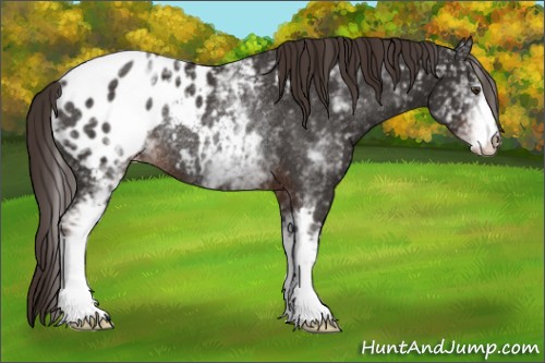 Horse Color:White Spotted Liver Chestnut Appaloosa Rabicano 