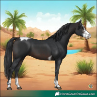Horse Color:Brown Sabino Tobiano