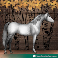 Horse Color:Gray Brown Sabino 