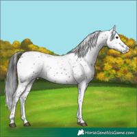 Horse Color:Brown Sabino 