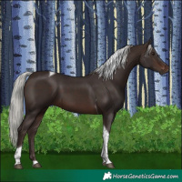 Horse Color:Silver Brown Tobiano
