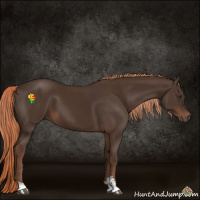 Horse Color:Liver Chestnut Sabino 