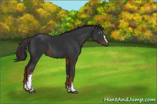 Horse Color:Gray White Spotted Liver Chestnut 