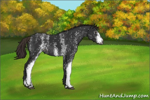 Horse Color:Gray White Spotted Liver Chestnut 