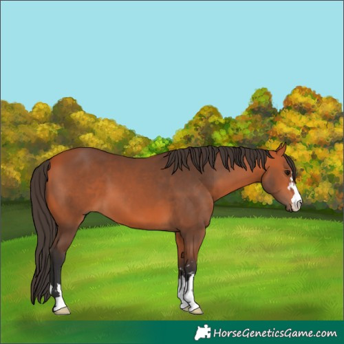 Horse Color:Bay 