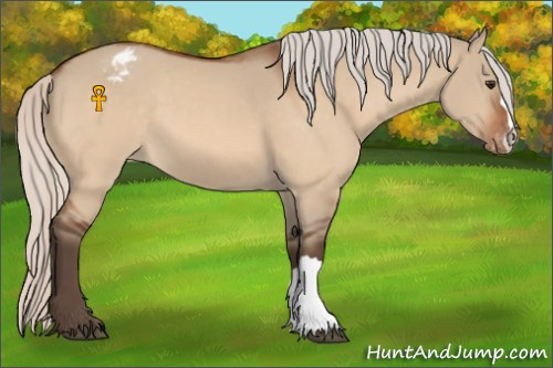 Horse Color:Silver Brown Dun Appaloosa 
