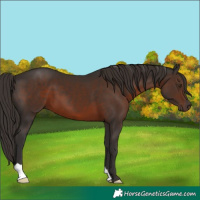 Horse Color:Liver Chestnut 