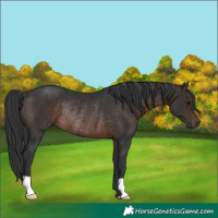 Horse Color:Brown Rabicano 