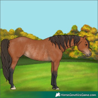 Horse Color:Bay Rabicano 