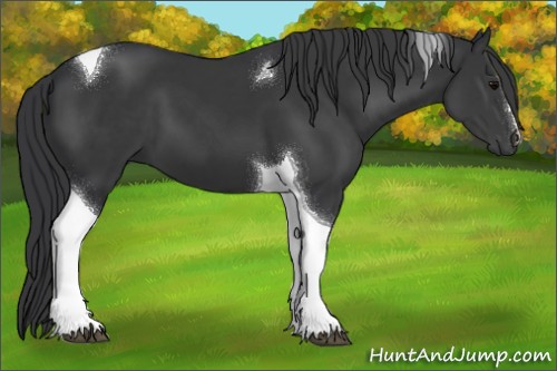 Horse Color:Black Tobiano 