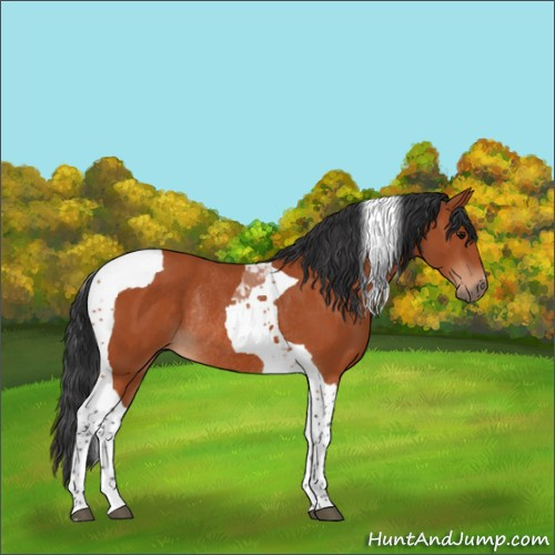 Horse Color:Bay Tobiano Rabicano 