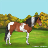 Horse Color:Bay Tobiano Rabicano 