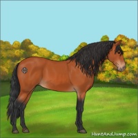 Horse Color:Bay Rabicano 