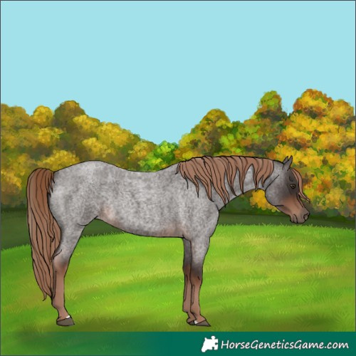 Horse Color:Liver Red Roan Rabicano 