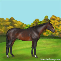 Horse Color:Brown 