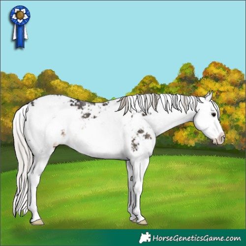 Horse Color:Silver Smoky Black Sabino Splash 