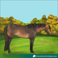 Horse Color:Buckskin 