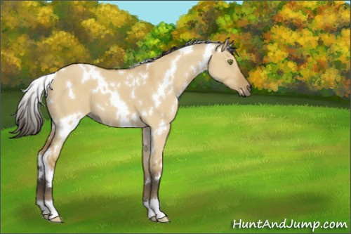 Horse Color:White Spotted Buckskin Dun 