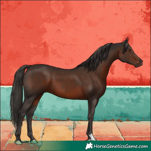 Horse Color:Liver Chestnut 