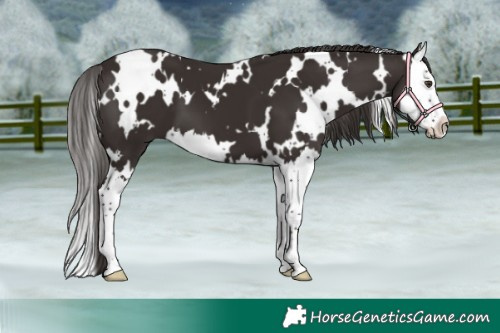 Horse Color:White Spotted Liver Chestnut Splash 