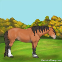 Horse Color:Bay Splash Tobiano