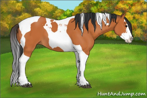 Horse Color:Bay Splash Tobiano