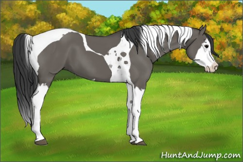 Horse Color:Grullo Splash Tobiano