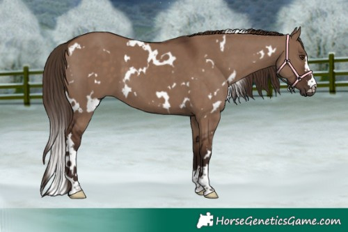Horse Color:White Spotted Liver Red Dun 