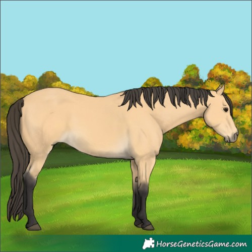 Horse Color:Buckskin 
