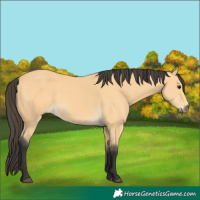Horse Color:Buckskin 