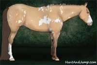 Horse Color:White Spotted Amber Champagne 