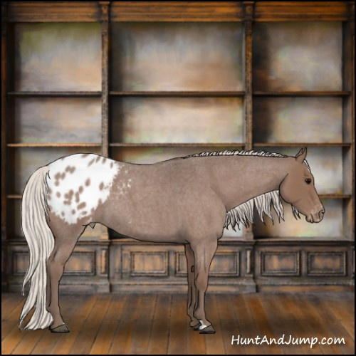 Horse Color:Silver Blue Roan Appaloosa 