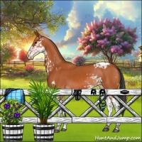 Horse Color:Bay Sabino Appaloosa 