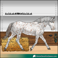 Horse Color:Bay Sabino Snowflake Varnish 