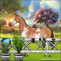 Horse Color:Bay Sabino 