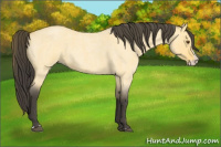 Horse Color:Buckskin Roan Dun Splash