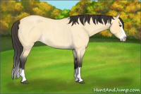 Horse Color:Buckskin Roan Dun Splash 