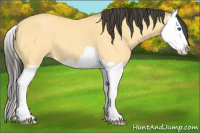 Horse Color:Buckskin Roan Dun Splash