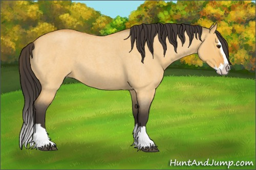 Horse Color:Buckskin Roan Dun Splash 