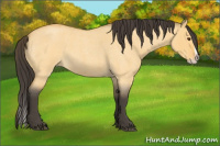 Horse Color:Buckskin Roan Dun Splash