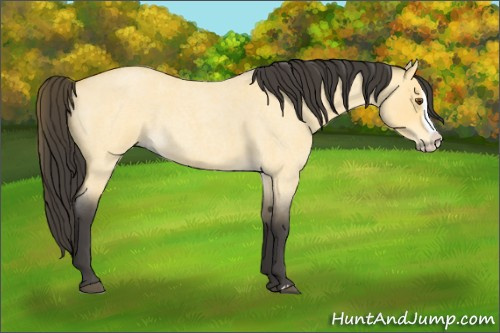 Horse Color:Buckskin Roan Dun Splash