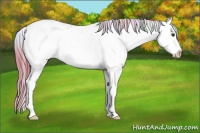 Horse Color:Nacre Buckskin Dun Sabino Splash Appaloosa