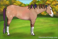 Horse Color:Painted Bay Dun Sabino Splash Varnish 