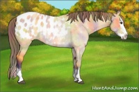 Horse Color:Nacre Buckskin Roan Dun Sabino Splash Appaloosa 