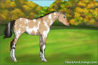 Horse Color:Gray White Spotted Brown Dun 