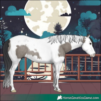 Horse Color:Grullo Sabino Splash Tobiano Rabicano 