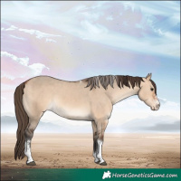 Horse Color:Bay Dun Sabino Tobiano Appaloosa 