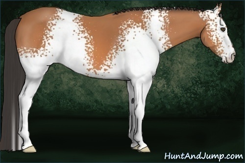 Horse Color:White Spotted Bay 