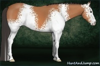 Horse Color:White Spotted Bay 